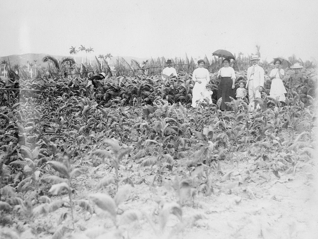 Imagen - Un emigrante asturiano y su familia en una vega de tabaco, Pinar del Río (Cuba) 